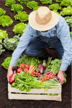 organic vegetables | hashtil nursery | organic seedling | organic